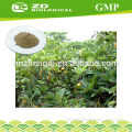 Chinese natural herbal medicine Eriobotrya japonica extract 90% Ursolic acid